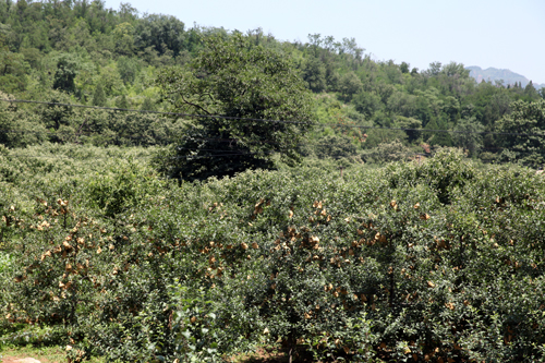 前南峪依托“紅色”“綠色”領跑生態經濟發展