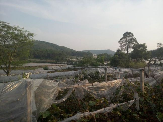 網絡媒體走轉改|桂林全州:“紅+綠”調出全面小康金色希望