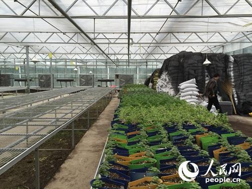 扶貧看貴州:一個(gè)大棚為何讓總書記停留20多分鐘?