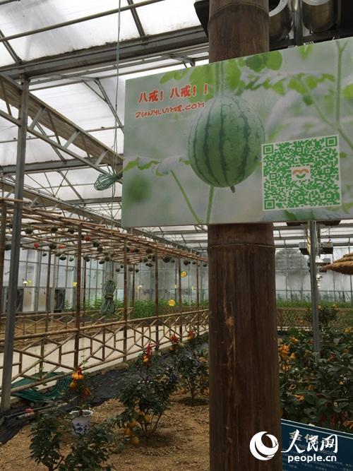 扶貧看貴州:一個(gè)大棚為何讓總書記停留20多分鐘?