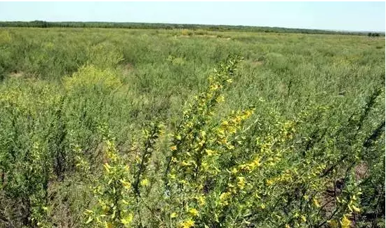 沙漠變綠洲不是夢(mèng)—巴音其勞