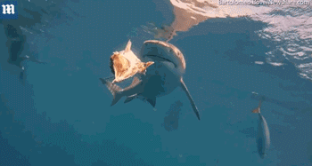 屏住呼吸！鯊魚捕食特寫畫面曝光