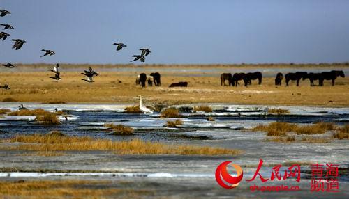 青海“十三五”建議：走綠色循環低碳發展之路 構筑生態安全屏障