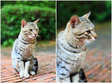 鋒尚mini:千元機(jī)中的顏值擔(dān)當(dāng)