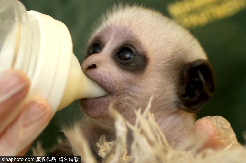 英國動物園刨腹產(chǎn)出生的猴寶寶 竟然長得像伏地魔