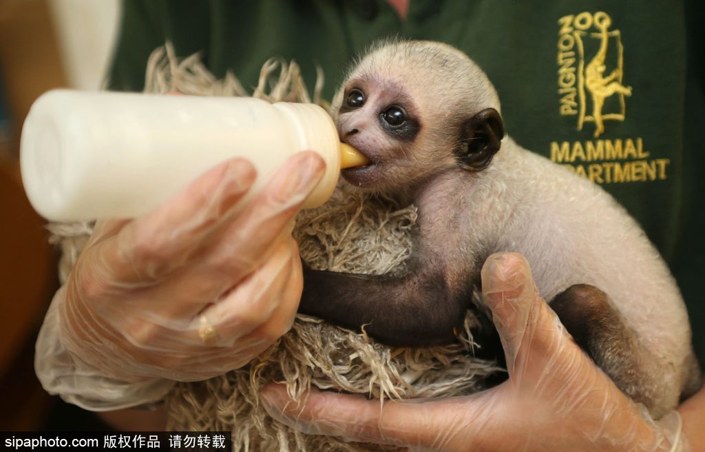 英國動物園刨腹產出生的猴寶寶 竟然長得像伏地魔