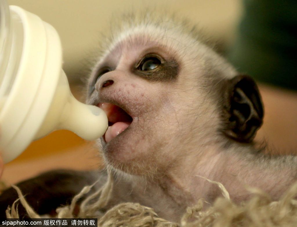 英國動物園刨腹產出生的猴寶寶 竟然長得像伏地魔