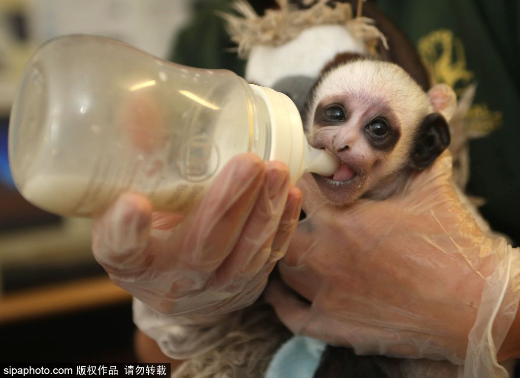 英國動物園刨腹產出生的猴寶寶 竟然長得像伏地魔