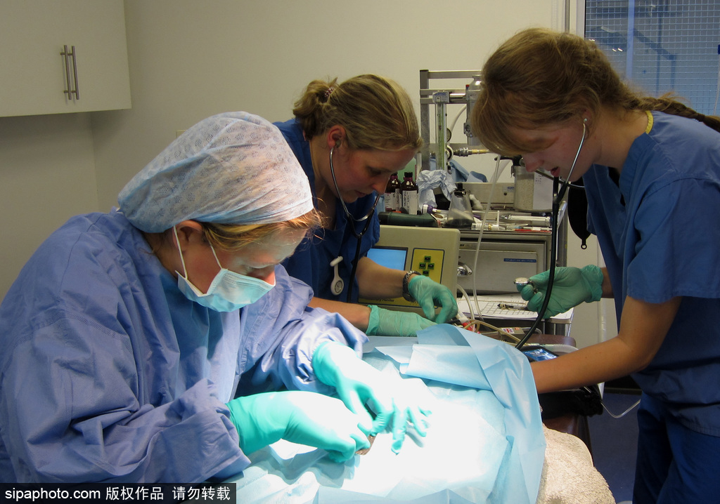 英國動物園刨腹產出生的猴寶寶 竟然長得像伏地魔