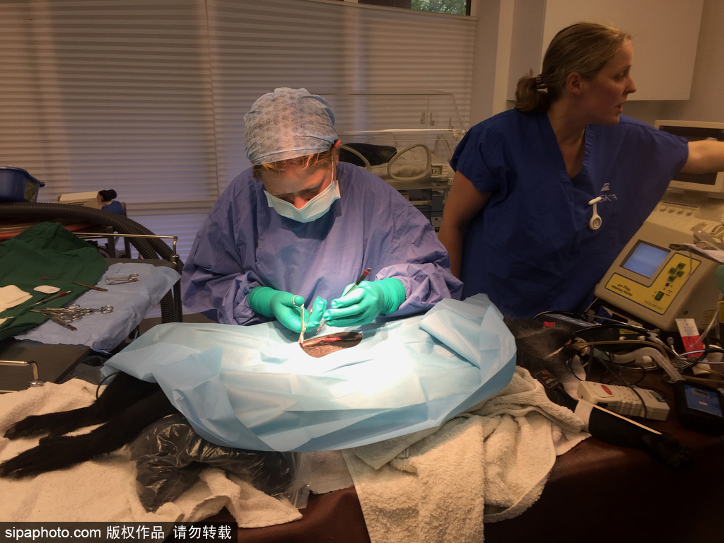 英國動物園刨腹產出生的猴寶寶 竟然長得像伏地魔