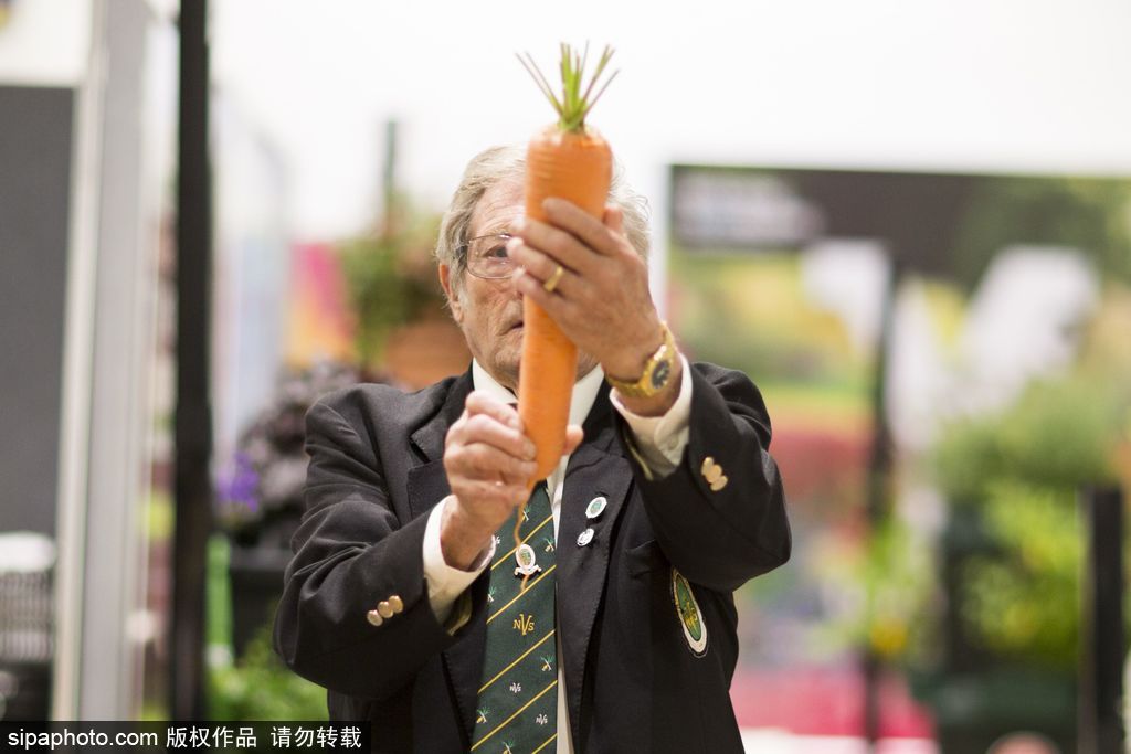 英國舉行“巨型蔬菜競賽” 南瓜綠菜中“巨無霸”亮相驚呆路人