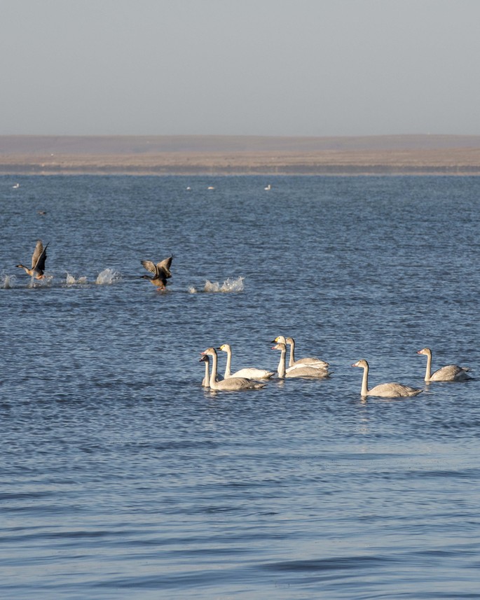 達(dá)里諾爾湖深秋百萬候鳥集結(jié) 場(chǎng)景美輪美奐