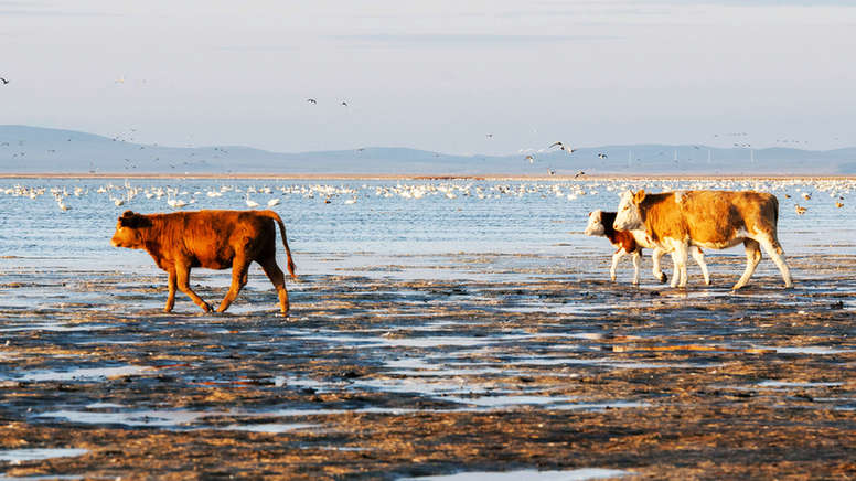 達(dá)里諾爾湖深秋百萬候鳥集結(jié) 場景美輪美奐