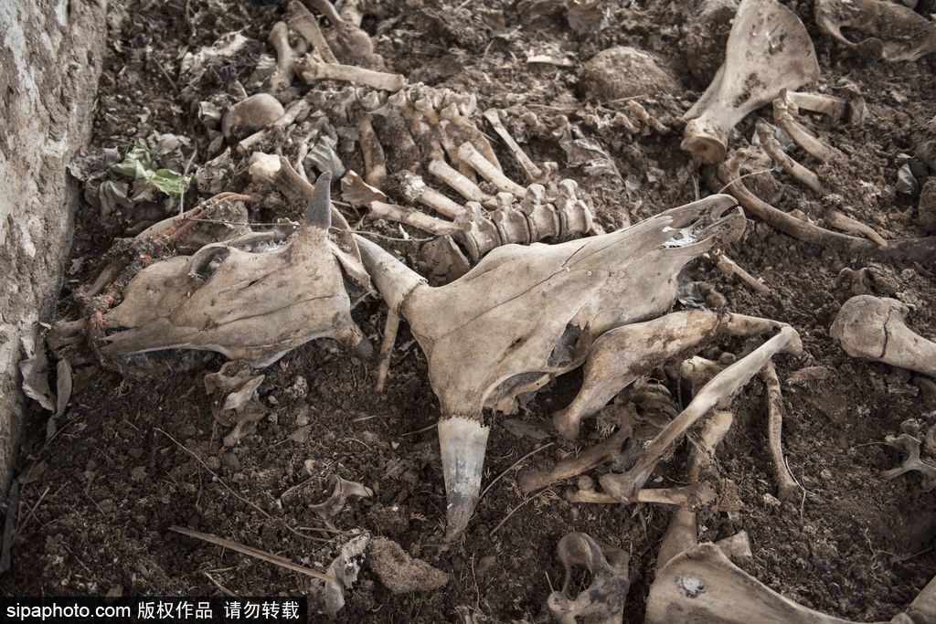 回顧福島隔離區3.11地震慘景 時隔五年地震再添創傷