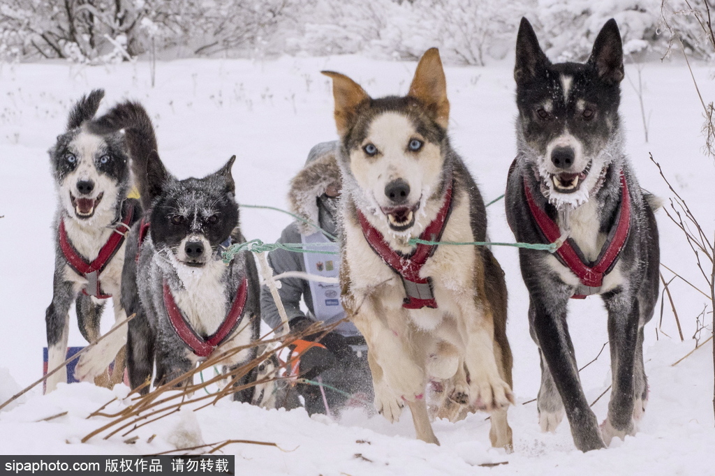 哈士奇與人的不解奇緣 盤點“二哈”的奇妙世界