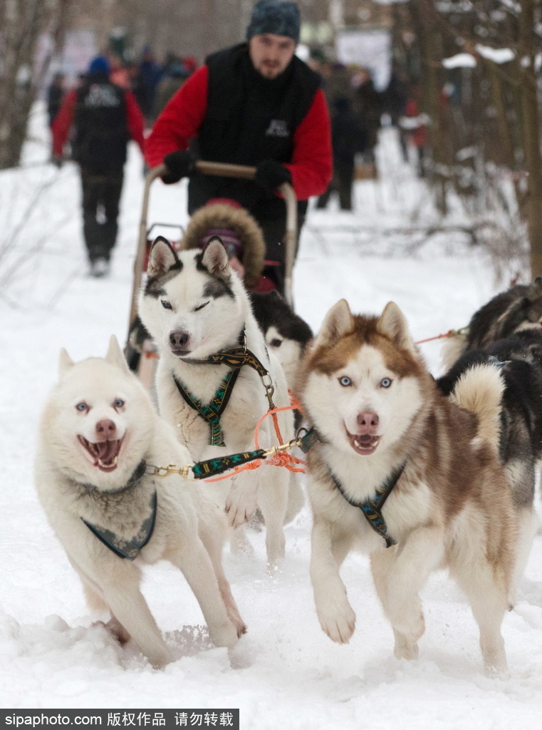 哈士奇與人的不解奇緣 盤點“二哈”的奇妙世界