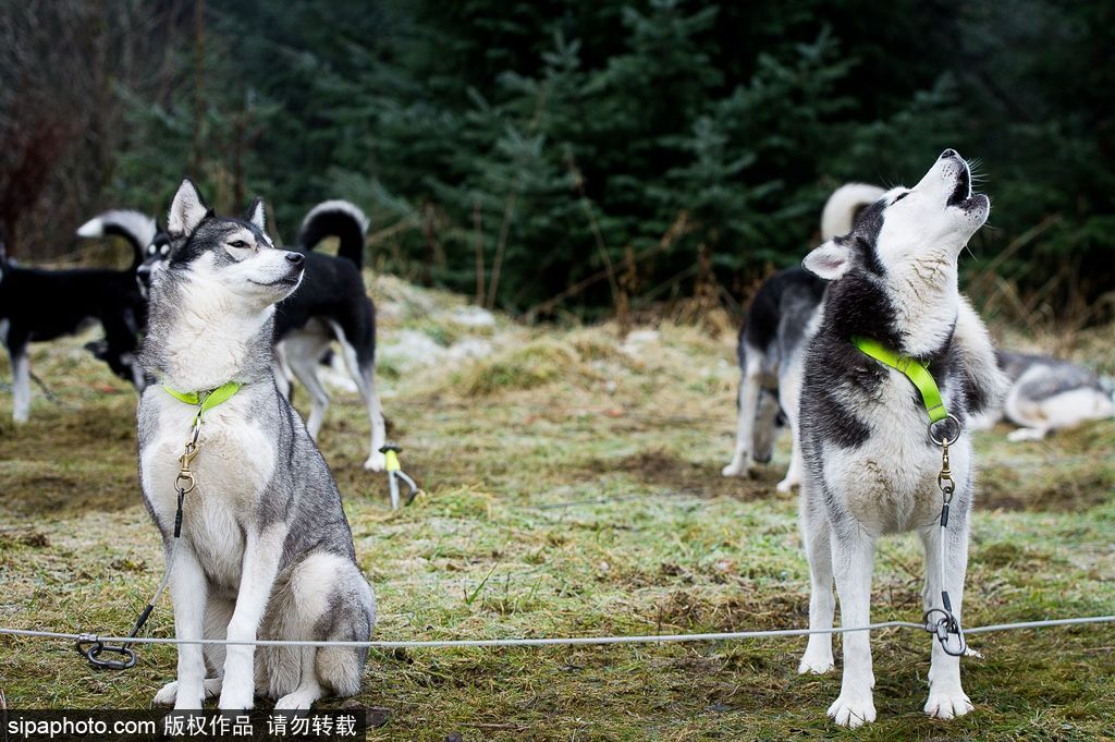 哈士奇與人的不解奇緣 盤點“二哈”的奇妙世界