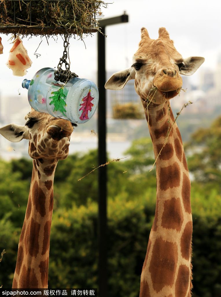 盤點動物圈的圣誕節 確定你們不是來賣萌的？