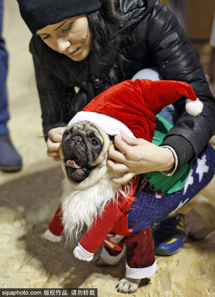 盤點動物圈的圣誕節(jié) 確定你們不是來賣萌的？