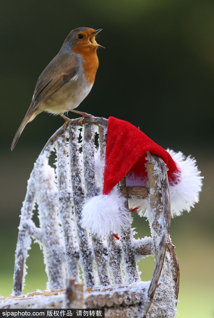 盤點動物圈的圣誕節(jié) 確定你們不是來賣萌的？