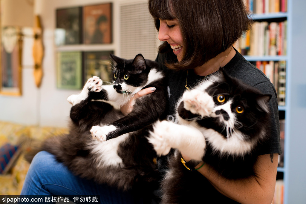 每只喵都是有故事的 貓界“網紅”呆萌瞬間