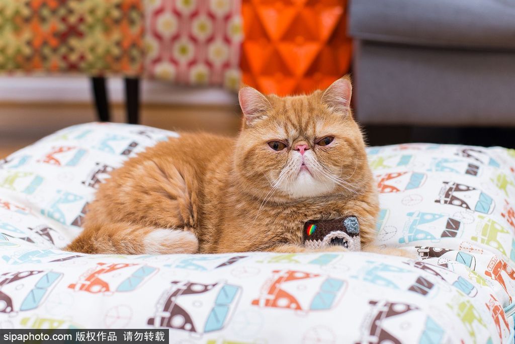 每只喵都是有故事的 貓界“網(wǎng)紅”呆萌瞬間