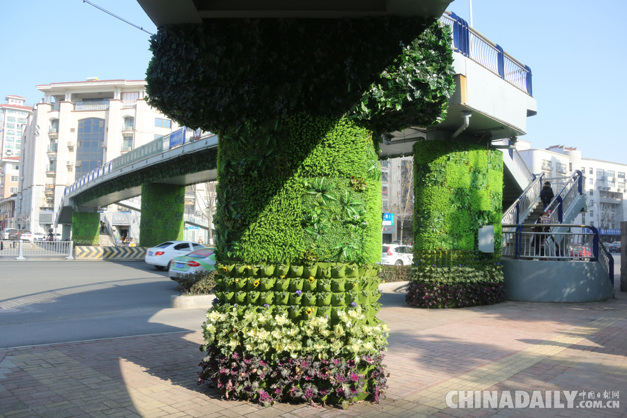 合肥“最美”過街天橋 生機(jī)盎然引人駐足