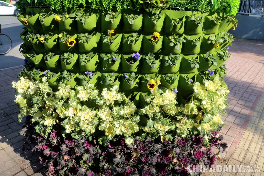 合肥“最美”過街天橋 生機盎然引人駐足