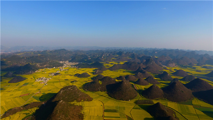 看！云南羅平80萬畝油菜花競相怒放