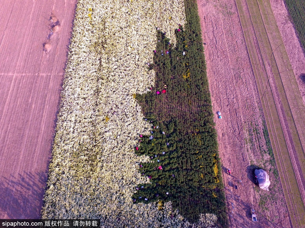 春回大地草木萌動 盤點那些農田光景返樸歸真