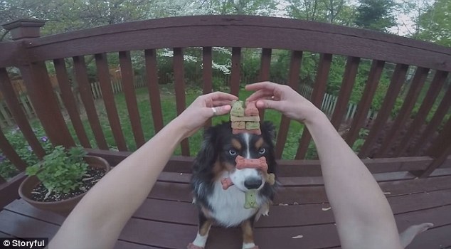 世界上最有耐心的狗狗長(zhǎng)什么樣？[組圖]