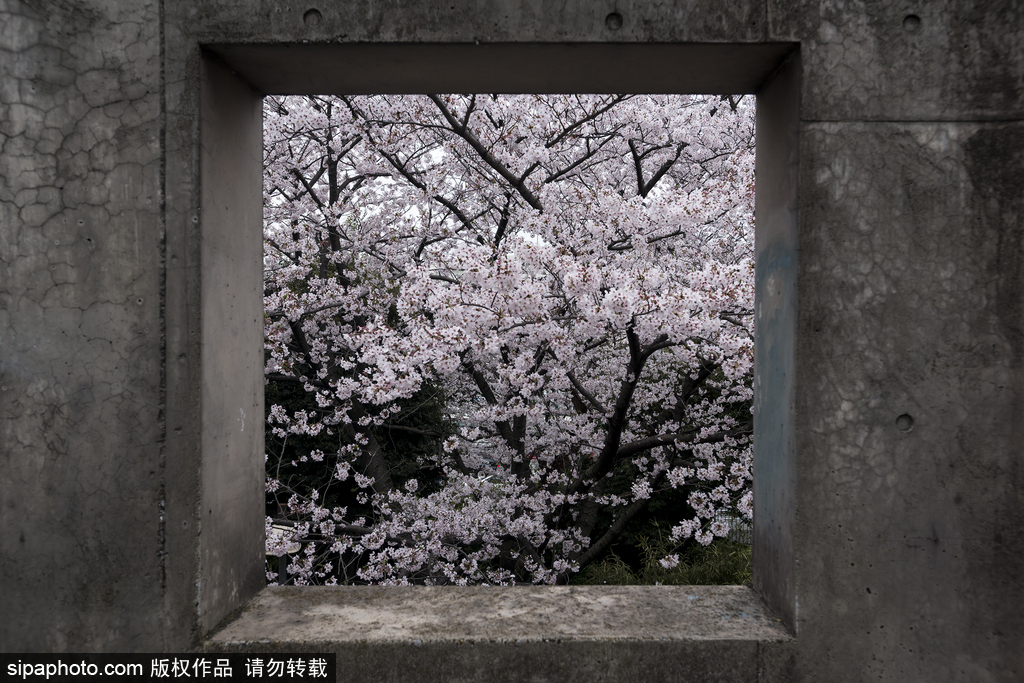 日本櫻花季即將到來 盤點(diǎn)國(guó)內(nèi)外賞櫻勝地超浪漫