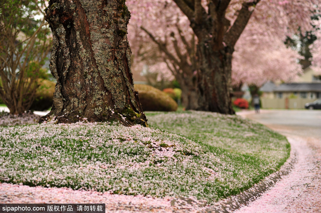 日本櫻花季即將到來 盤點國內(nèi)外賞櫻勝地超浪漫