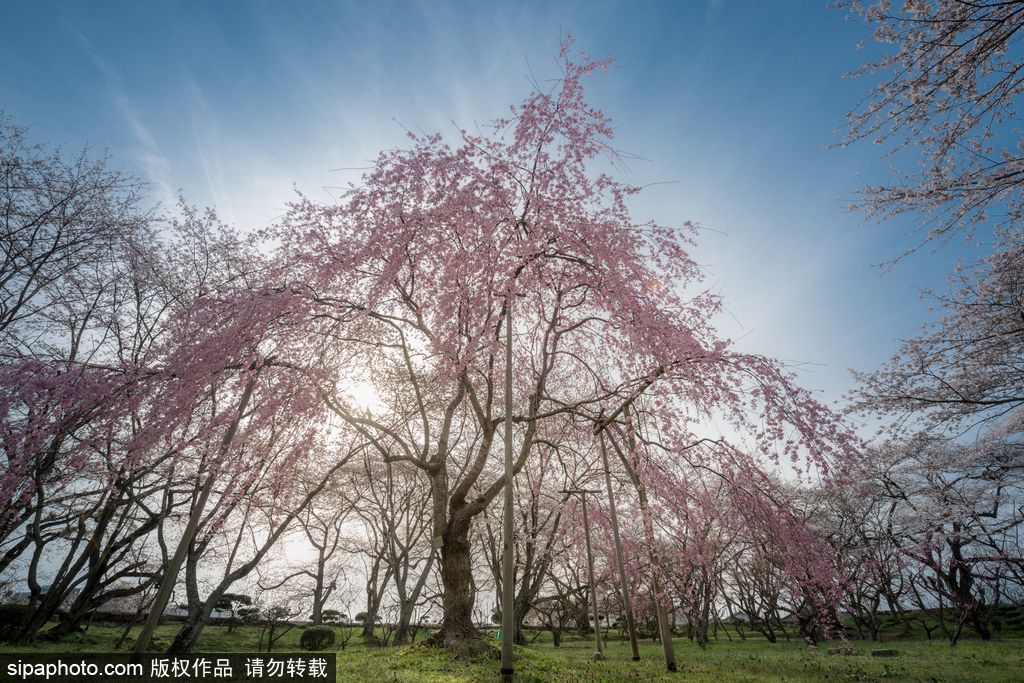 日本櫻花季即將到來 盤點國內外賞櫻勝地超浪漫