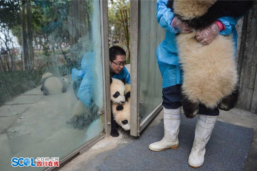 揭秘熊貓保姆工作內幕 不只是被抱大腿（組圖）