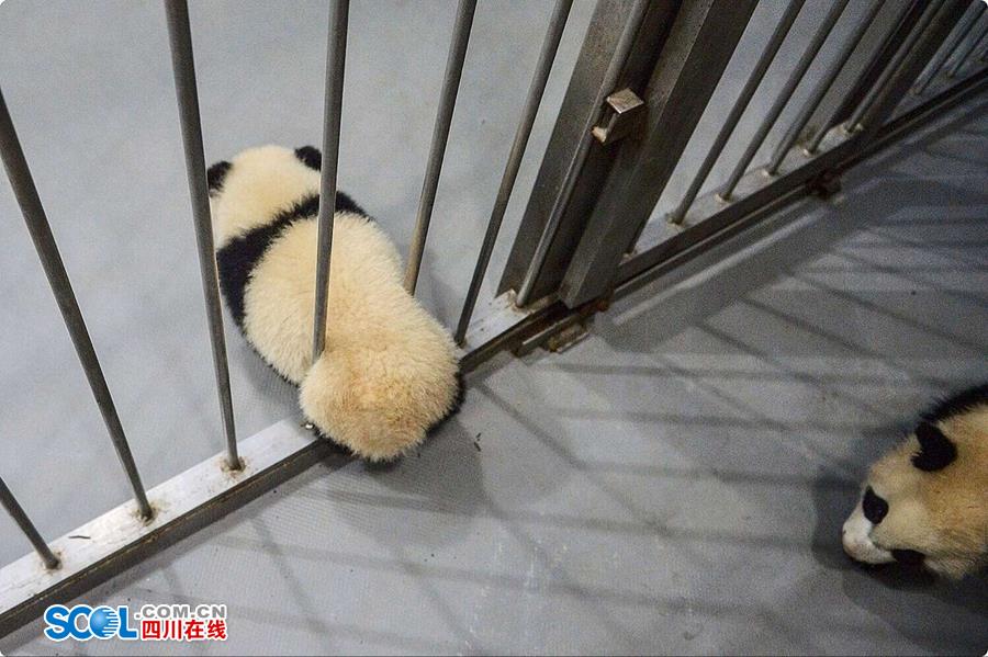 揭秘熊貓保姆工作 喂奶、陪耍視如己出（組圖）