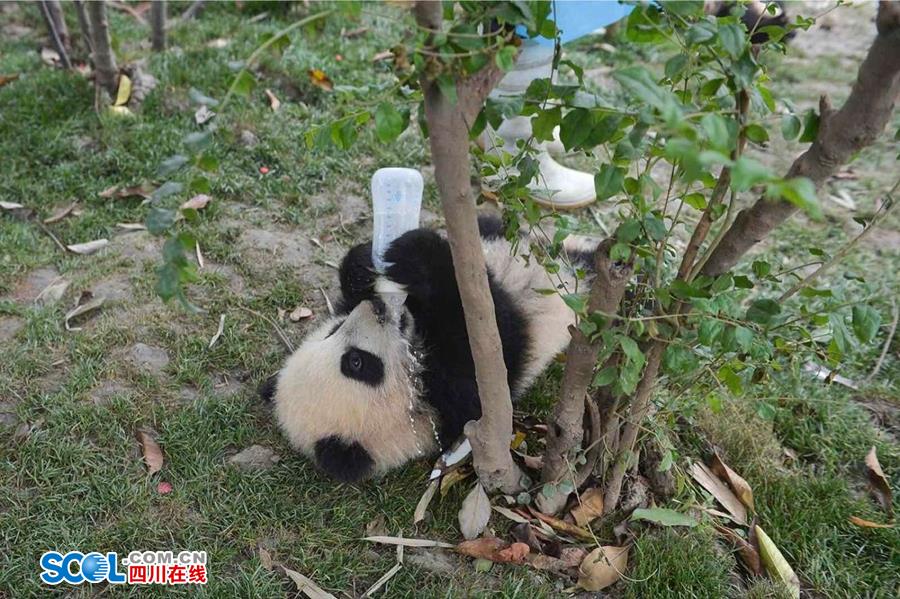 揭秘熊貓保姆工作 喂奶、陪耍視如己出（組圖）