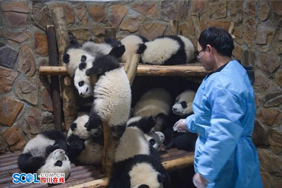 揭秘熊貓保姆工作 喂奶、陪耍視如己出（組圖）