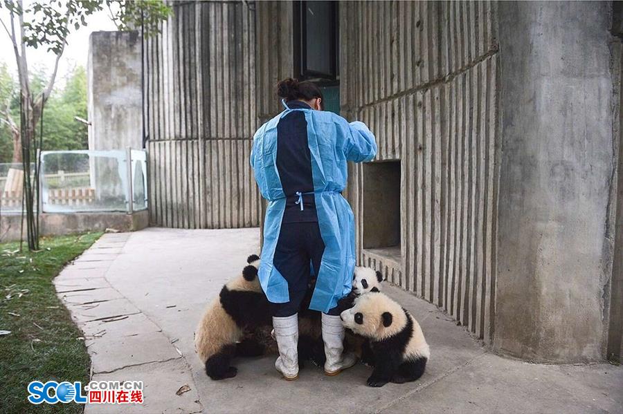 揭秘熊貓保姆工作內(nèi)幕[組圖]