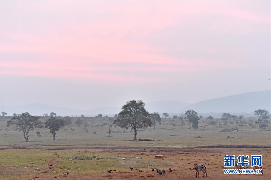 肯尼亞對(duì)野生動(dòng)物進(jìn)行“人口普查” 包含數(shù)量、遷徙路線和資源數(shù)據(jù)