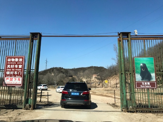 游覽轎車遭黑熊圍堵 熊爪伸進車內討要食物