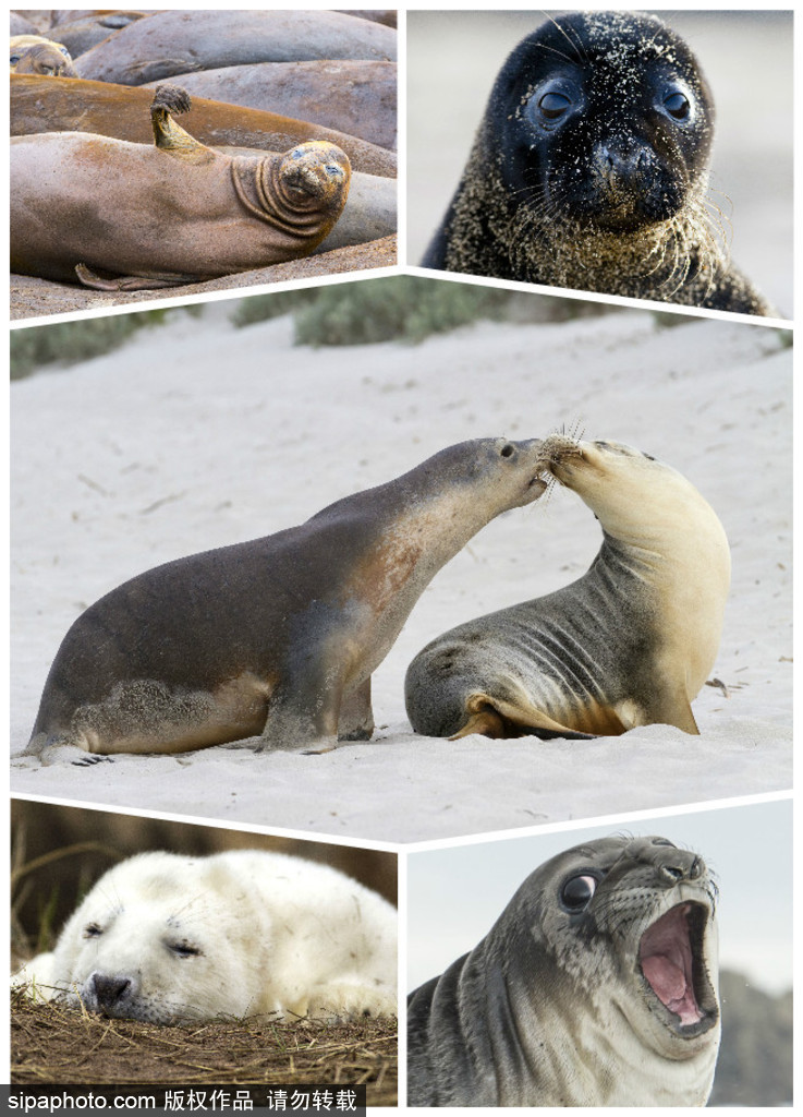 天生自帶賣萌屬性 盤點(diǎn)全球海豹們的蠢萌瞬間