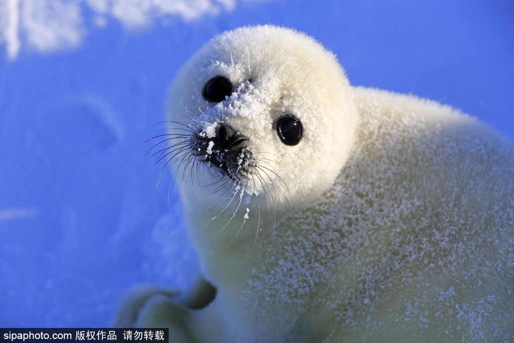 天生自帶賣萌屬性 盤點全球海豹們的蠢萌瞬間