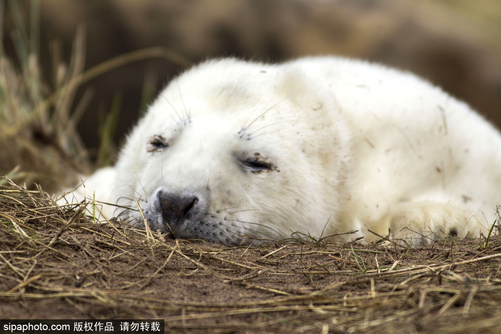 天生自帶賣萌屬性 盤點(diǎn)全球海豹們的蠢萌瞬間