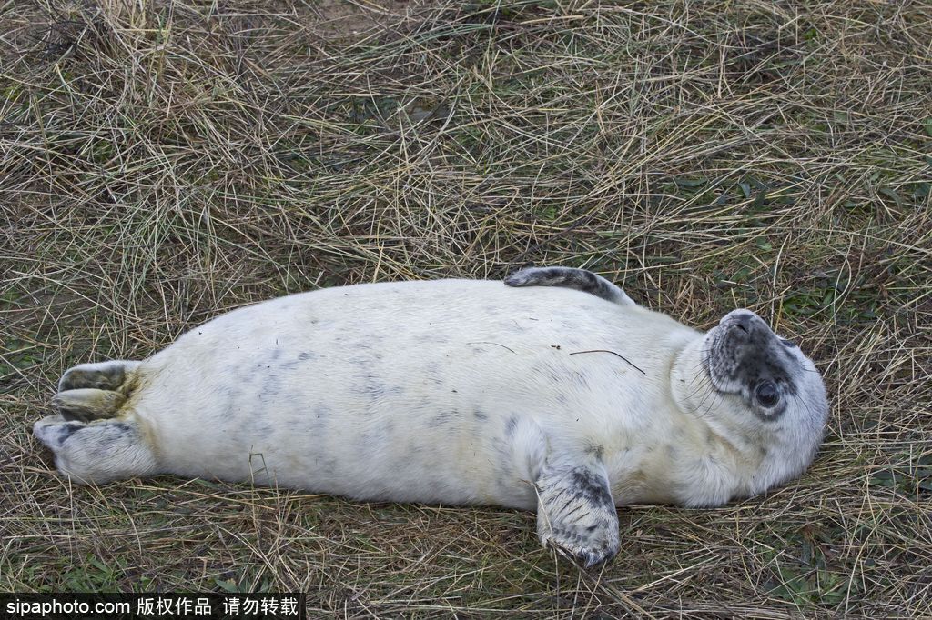 天生自帶賣萌屬性 盤點(diǎn)全球海豹們的蠢萌瞬間