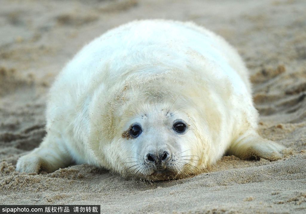 天生自帶賣萌屬性 盤點全球海豹們的蠢萌瞬間