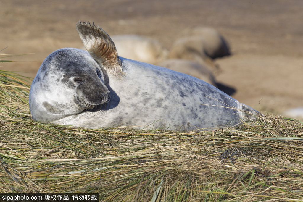 天生自帶賣萌屬性 盤點全球海豹們的蠢萌瞬間