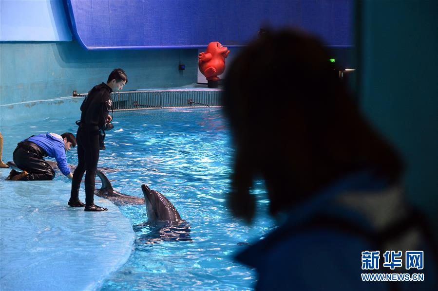 “海豚姑娘”的藍色追夢之旅