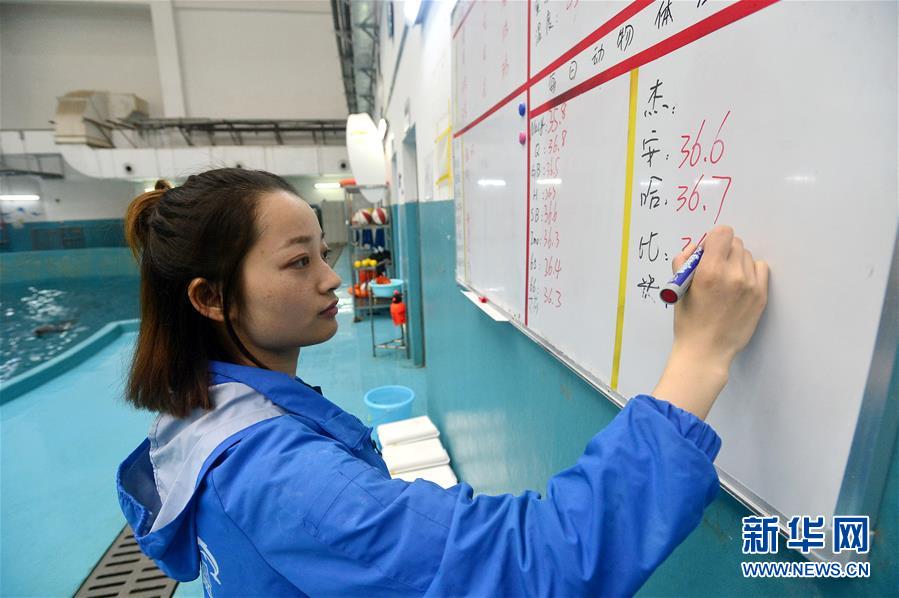 “海豚姑娘”的藍(lán)色追夢(mèng)之旅