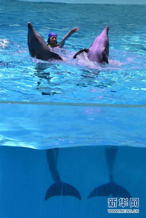 “海豚姑娘”的藍(lán)色追夢(mèng)之旅